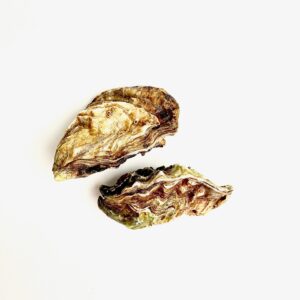 Zeeland Creuses oysters