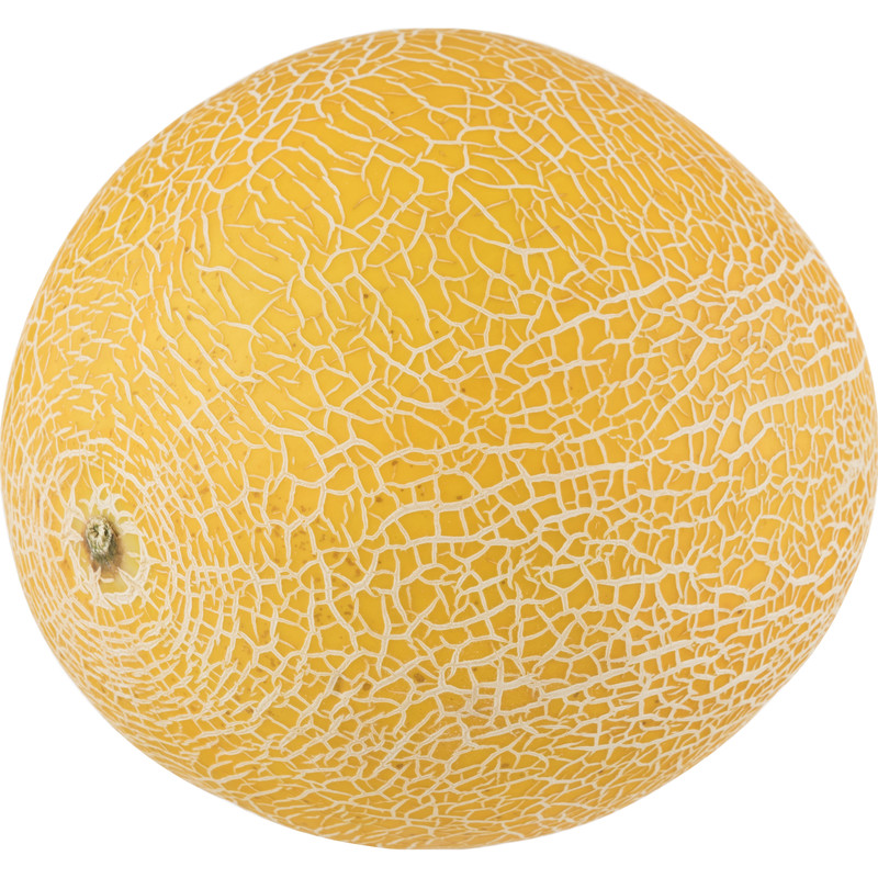 Galia melon